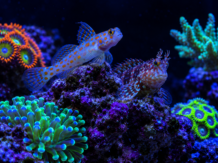 Gobies