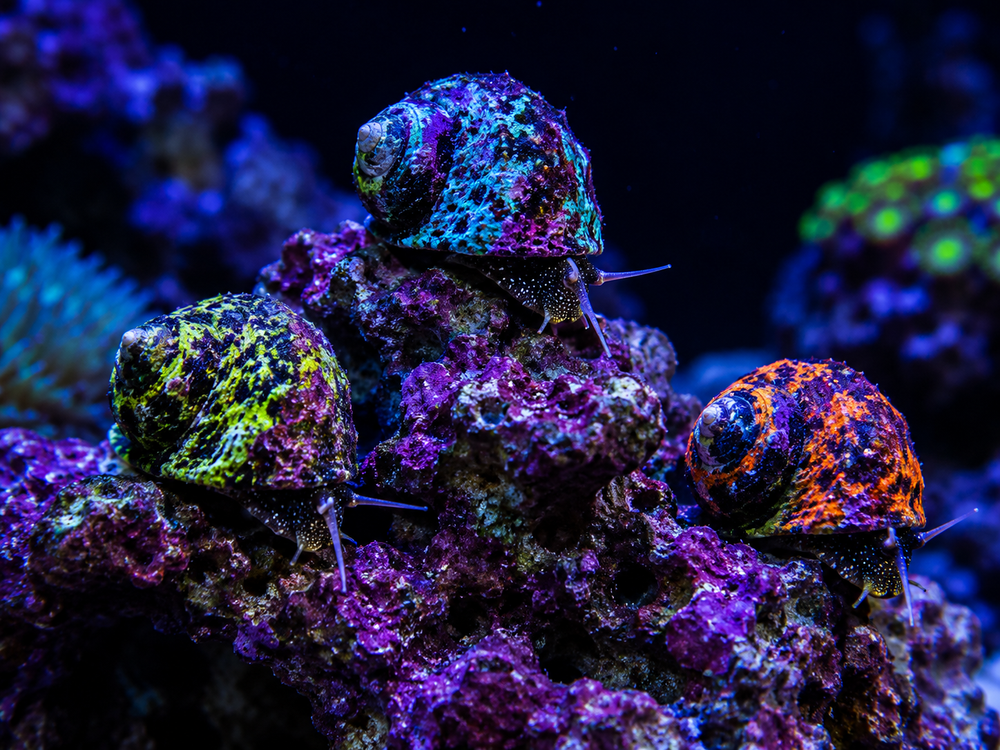 SNAILS