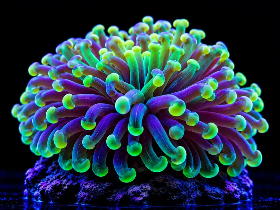 BLASTOMUSSA