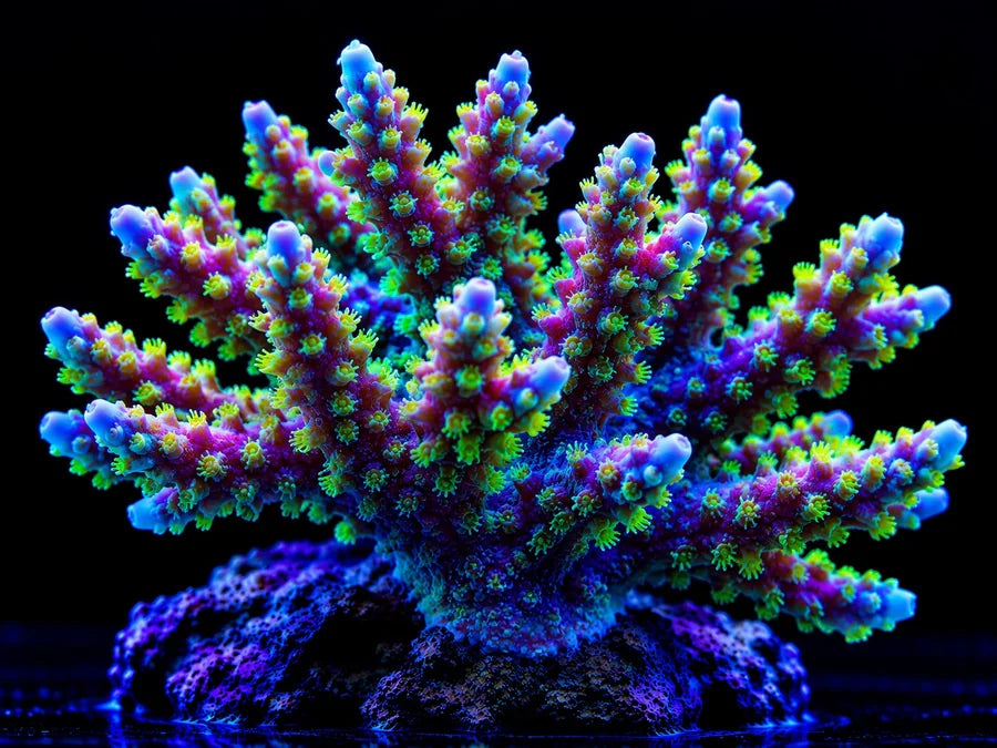FROGSPAWN